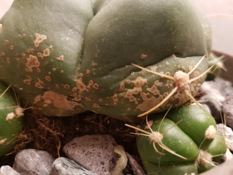 Gymnocalycium horstii 