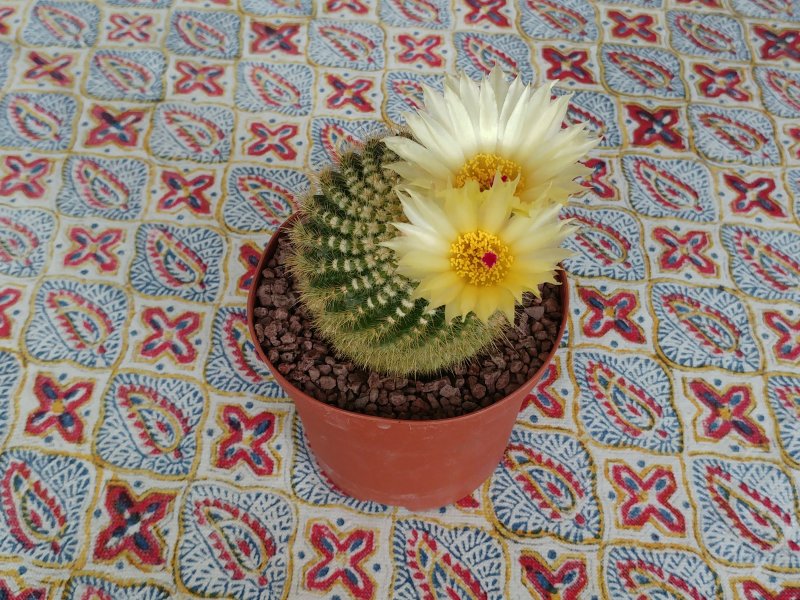 Parodia scopa ssp. succinea 