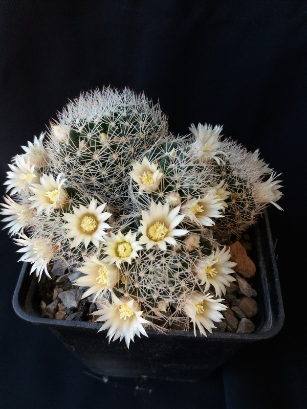 Mammillaria picta 