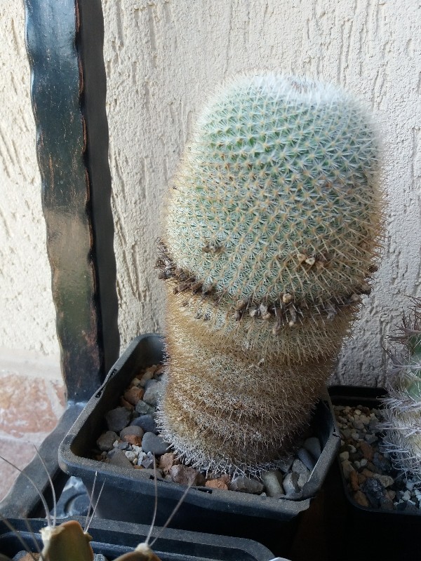 Mammillaria  