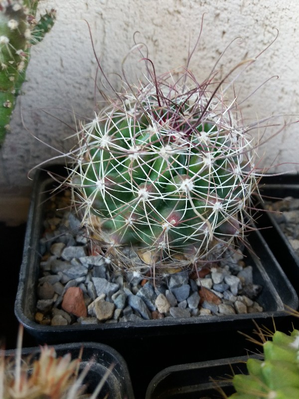 Hamatocactus  