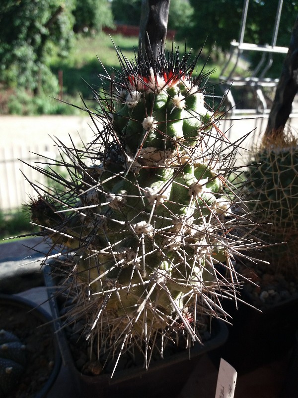 Copiapoa  