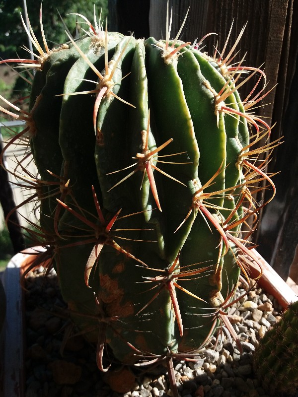 Ferocactus  