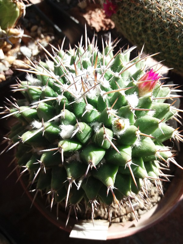 Mammillaria  