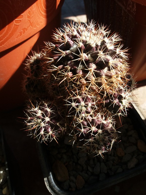 Mammillaria  