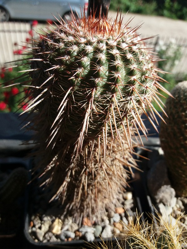 Parodia  