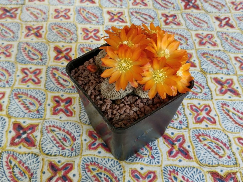 Rebutia heliosa 