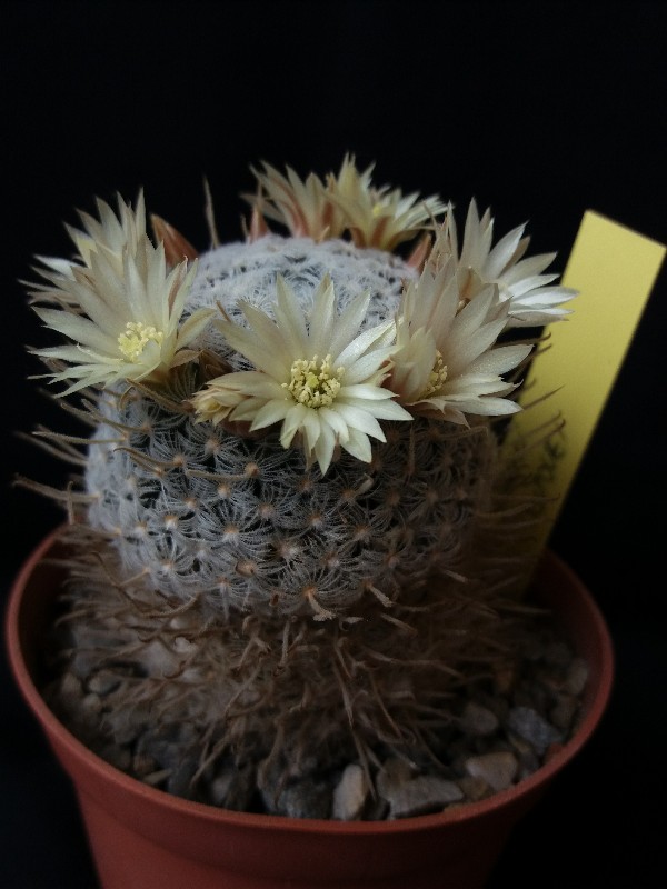 Mammillaria duwei 