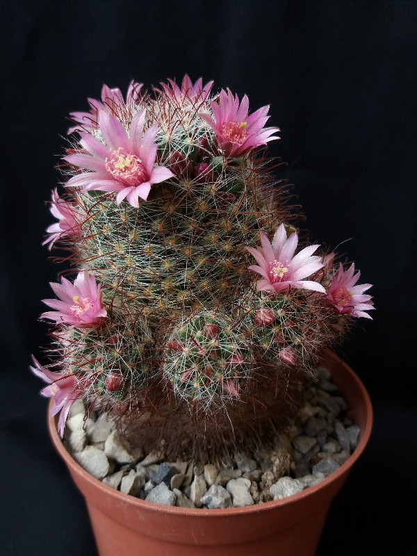 Mammillaria zeilmanniana 