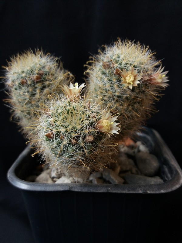 Mammillaria crinita 