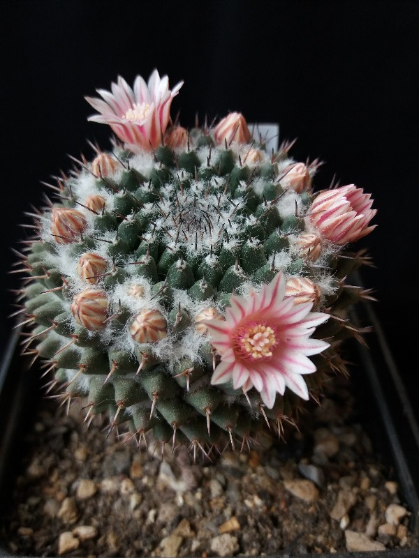 Mammillaria sempervivi 