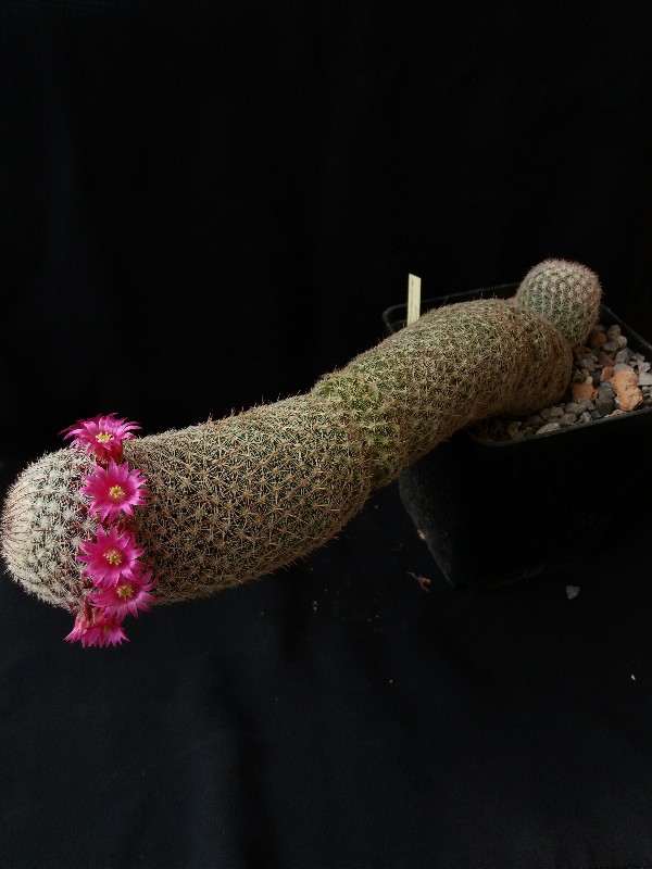 Mammillaria matudae 