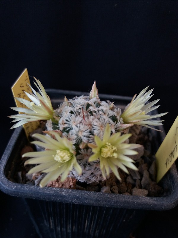 Mammillaria duwei 