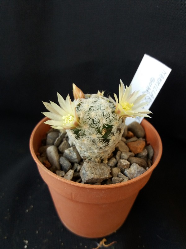 Mammillaria duwei 