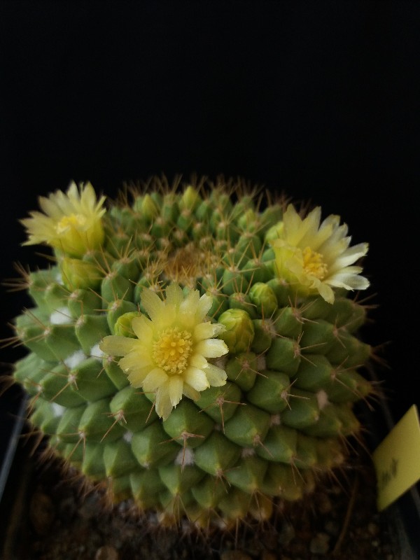 Mammillaria marksiana 