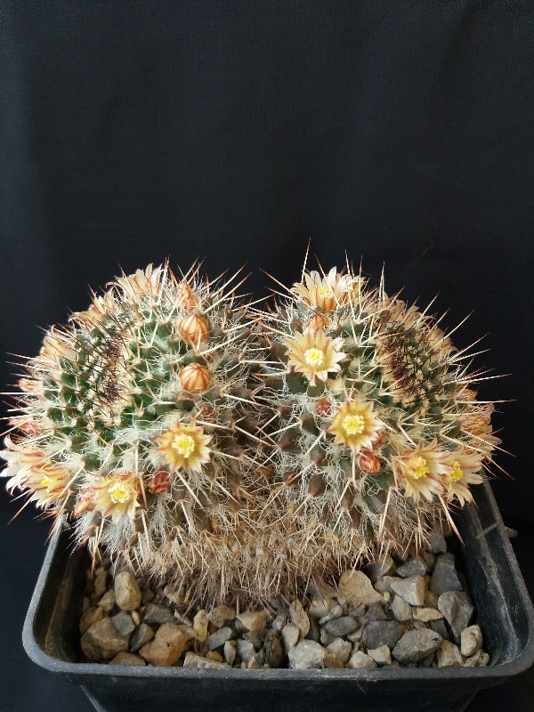 Mammillaria karwinskiana 