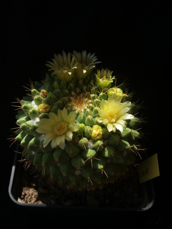 Mammillaria marksiana 