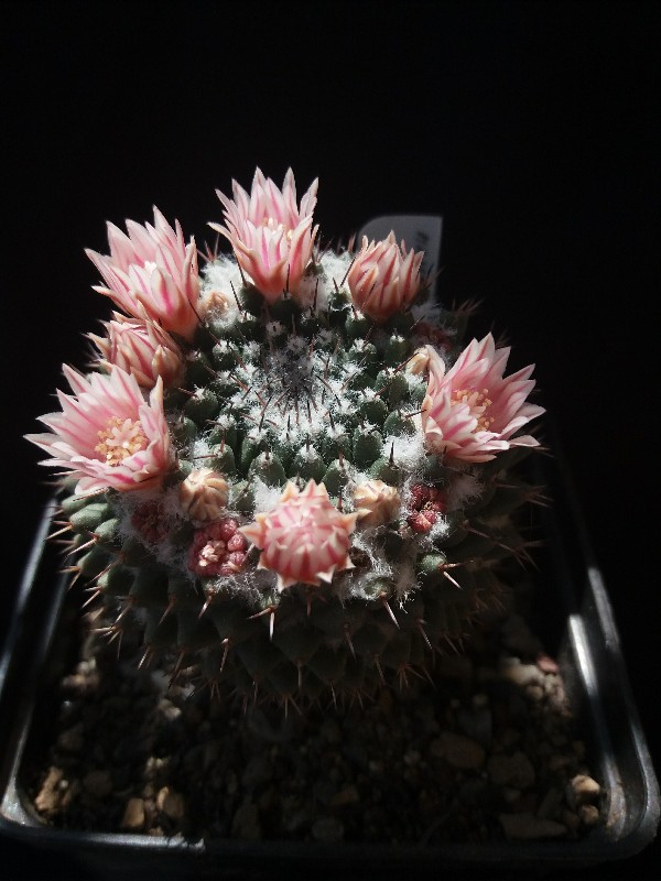 Mammillaria sempervivi 