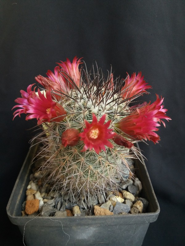 Mammillaria krassuckae 