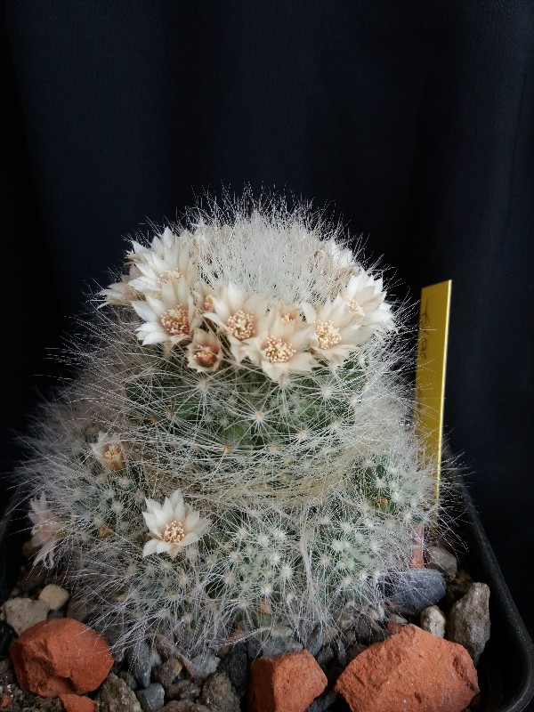 Mammillaria scheinvariana 