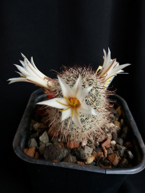 Mammillaria hutchisoniana ssp. louisae 