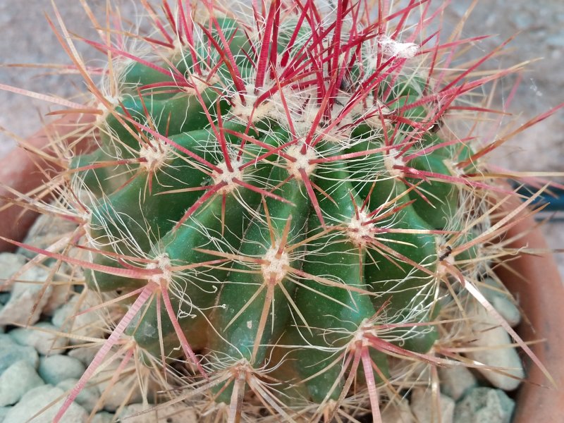 Ferocactus Pilosus 