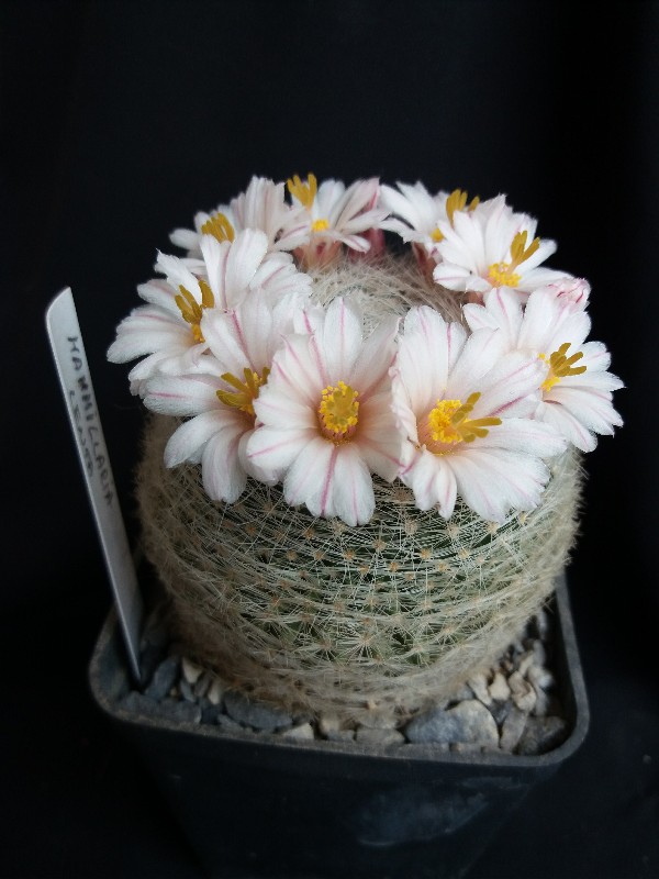 Mammillaria lenta 