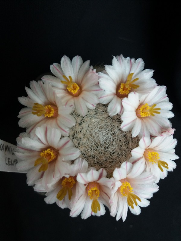 Mammillaria lenta 