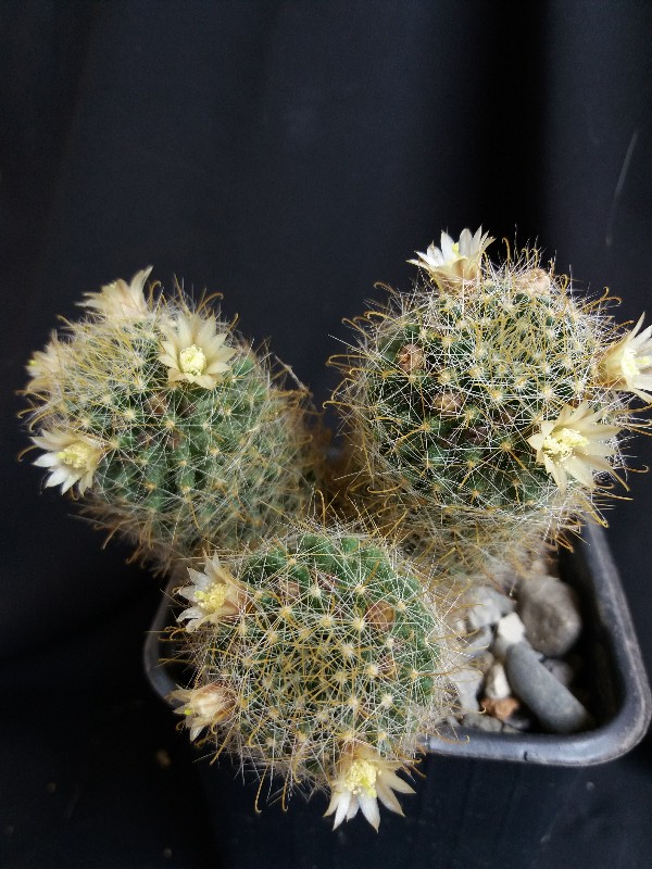 Mammillaria crinita 