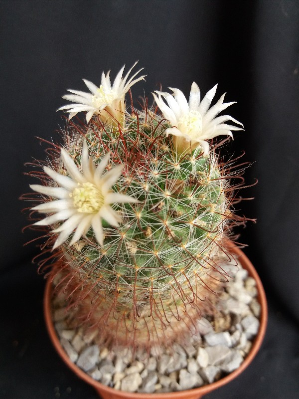 Mammillaria painteri 