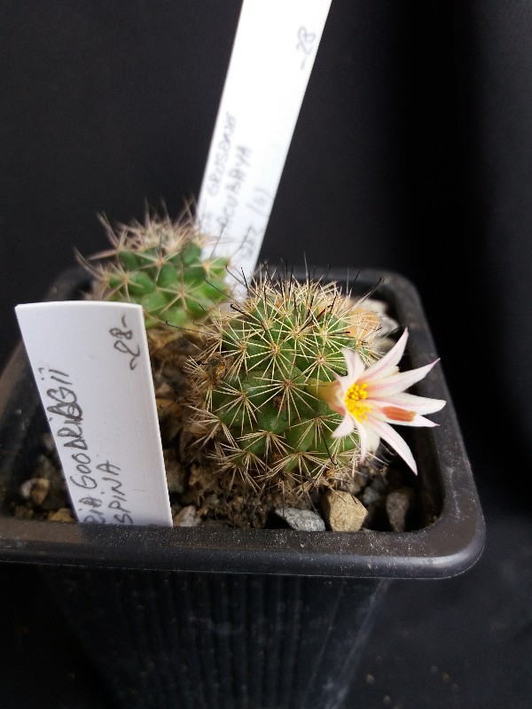 Mammillaria goodridgei 