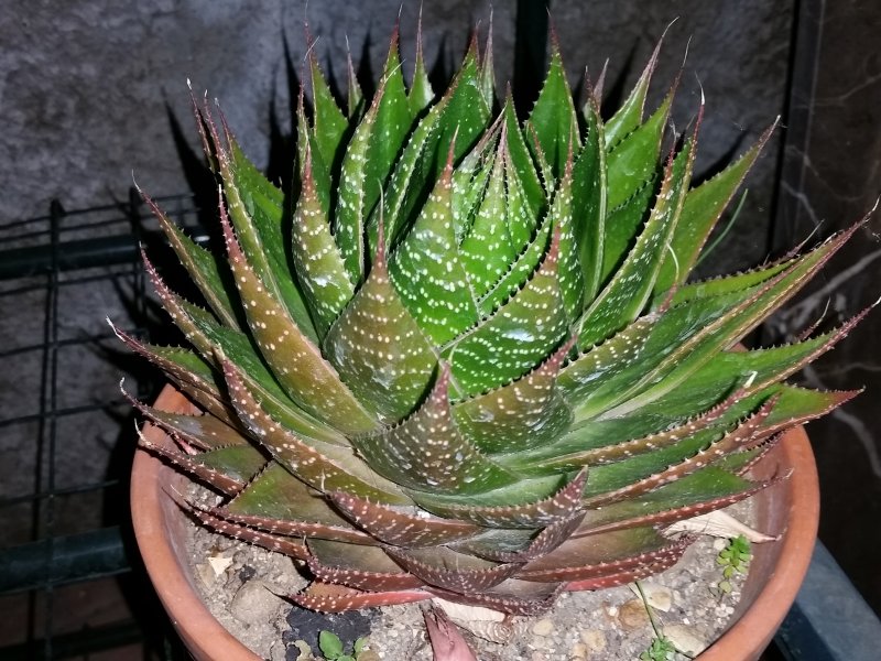 Aloe Cosmo 