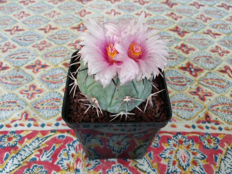 Echinocactus horizonthalonius 