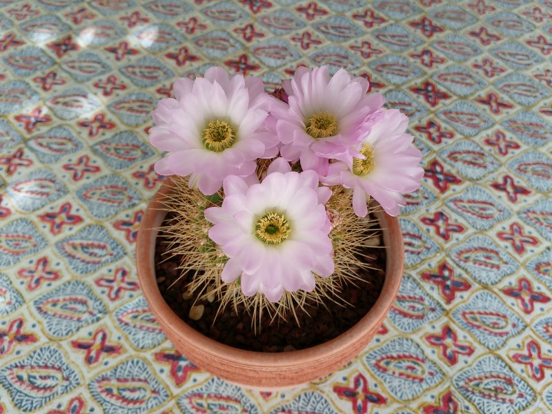 Acanthocalycium violaceum 