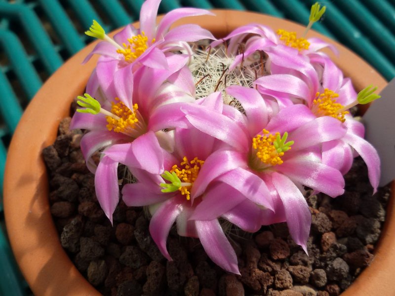 Mammillaria boolii 