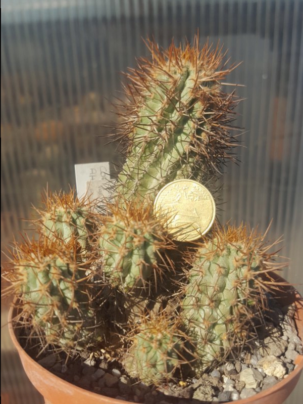 Copiapoa ahremephiana 