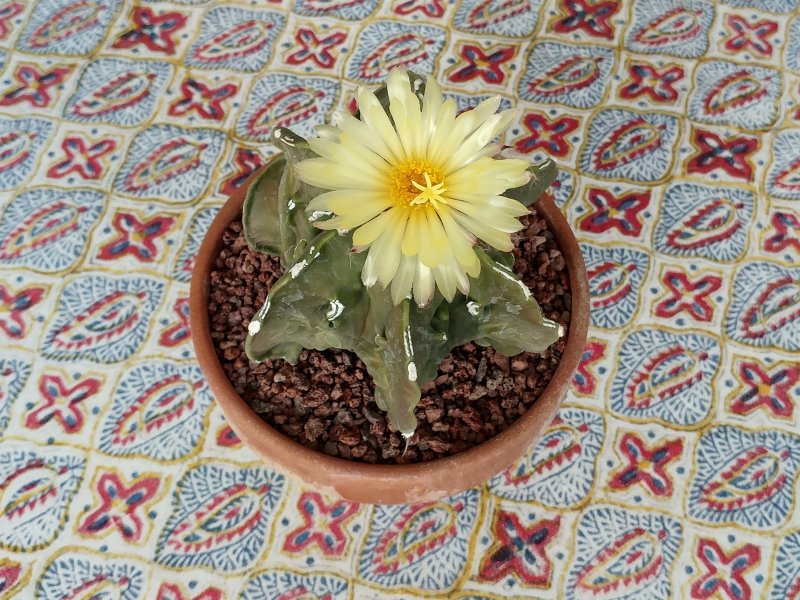 Astrophytum myriostigma f. nudum cv. fukuryu 