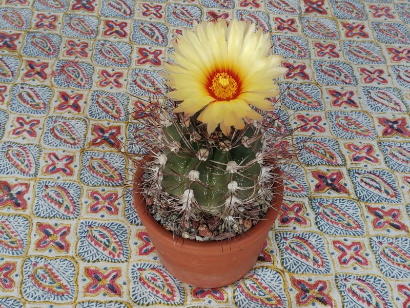 astrophytum capricorne x ornatum