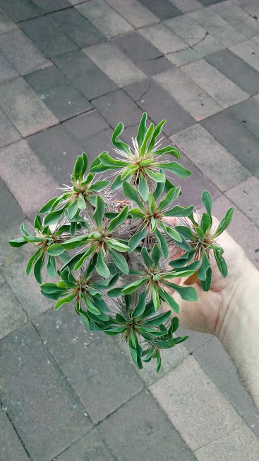 Euphorbia guillauminiana 