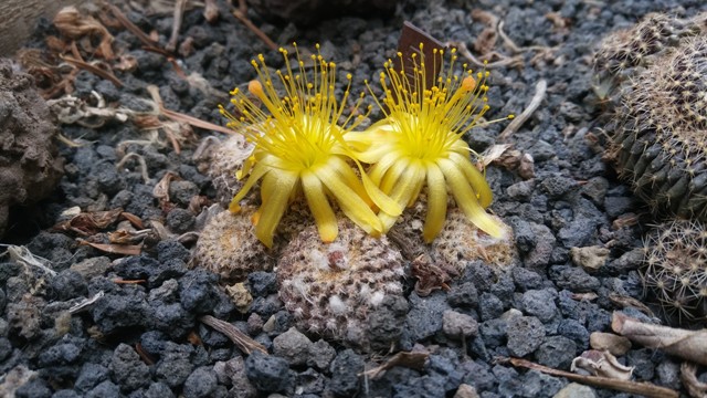 Copiapoa laui 