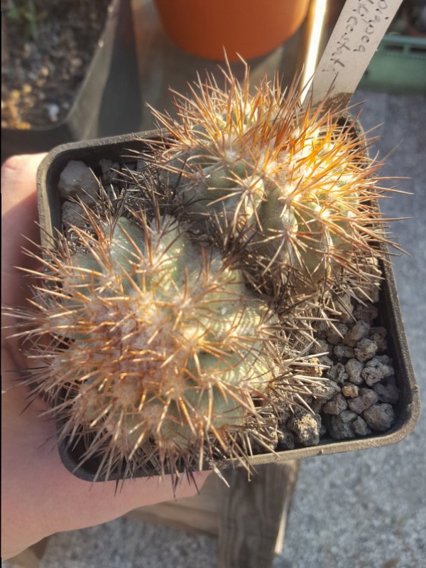 Copiapoa ahremephiana 