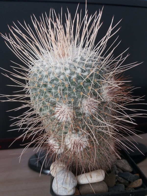 Mammillaria geminispina v. nobilis 