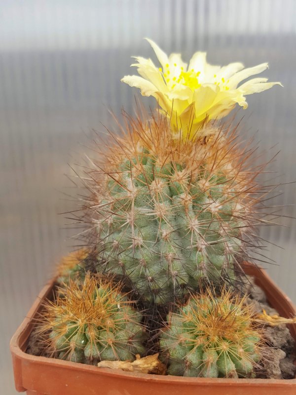 Copiapoa variispinata WH326