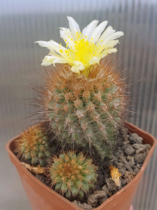 Copiapoa variispinata WH326