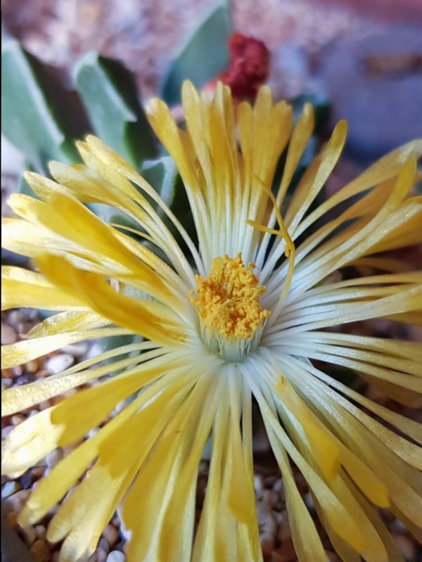 faucaria bosscheana