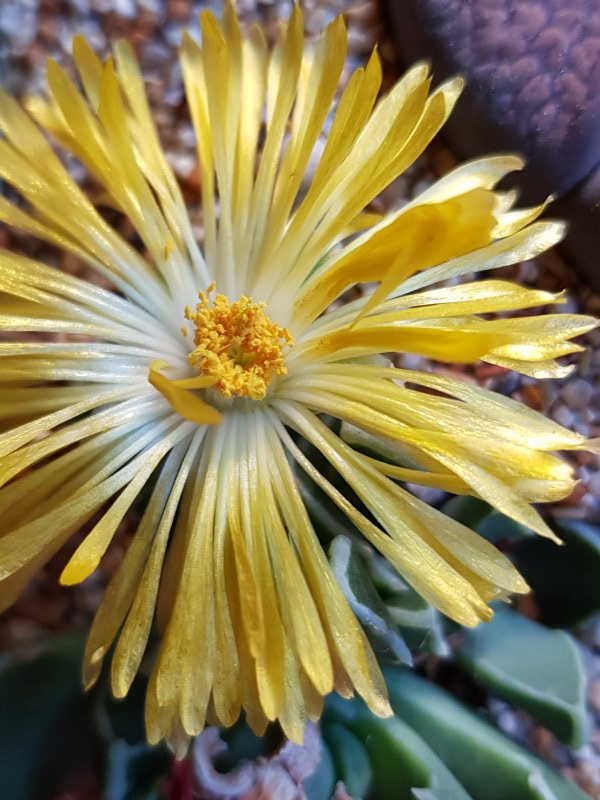 Faucaria bosscheana 