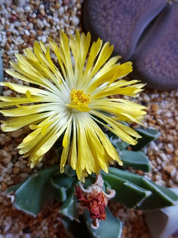 Faucaria bosscheana 