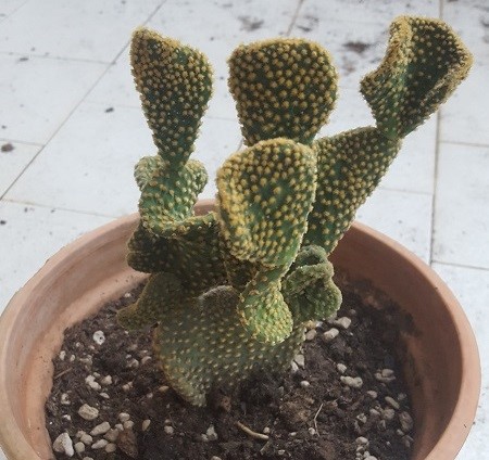 opuntia microdasys cv. contorta