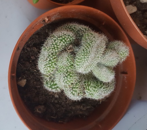 Mammillaria haageana f. cristata 