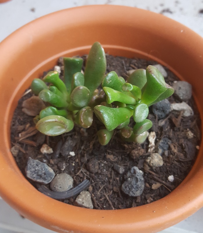 Crassula ovata cv. hobbit 